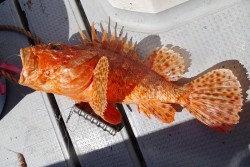 ハピネスⅡ 釣果