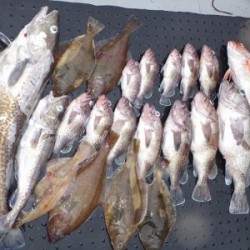 ハピネスⅡ 釣果