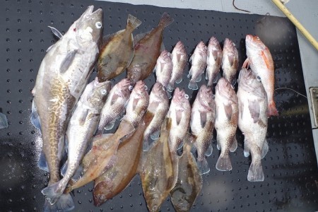 ハピネスⅡ 釣果