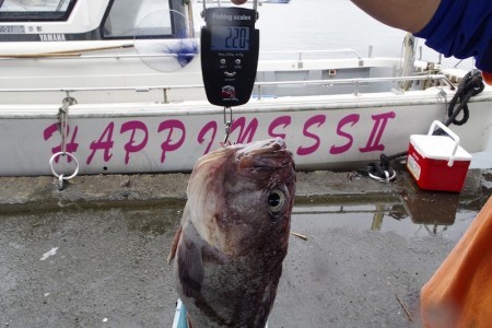 ハピネスⅡ 釣果