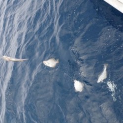 ハピネスⅡ 釣果