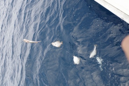 ハピネスⅡ 釣果