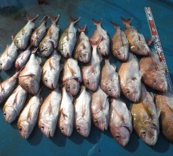 アジアマリンサービス 釣果