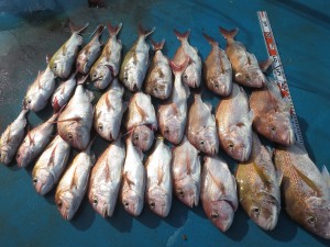 アジアマリンサービス 釣果