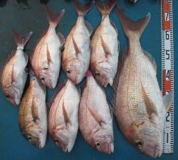 アジアマリンサービス 釣果