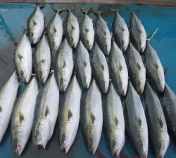 アジアマリンサービス 釣果