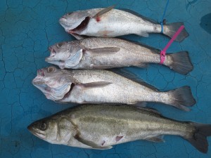 アジアマリンサービス 釣果