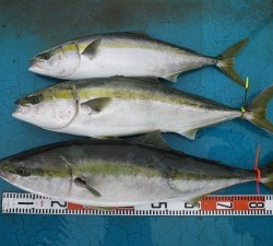 アジアマリンサービス 釣果