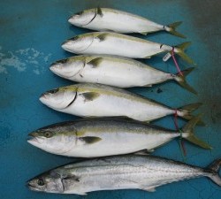 アジアマリンサービス 釣果