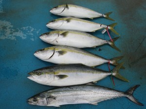 アジアマリンサービス 釣果