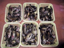 Fishing guide かわい 釣果