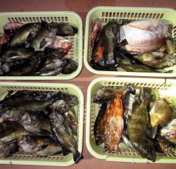 Fishing guide かわい 釣果