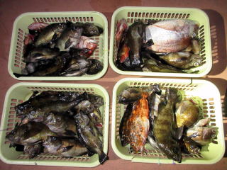 Fishing guide かわい 釣果