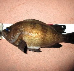 Fishing guide かわい 釣果