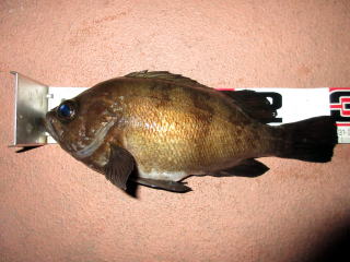 Fishing guide かわい 釣果