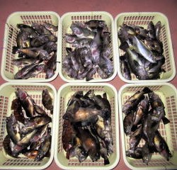 Fishing guide かわい 釣果