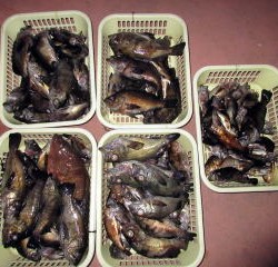 Fishing guide かわい 釣果