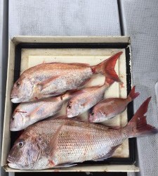 LUZ PLAYA　ルスプラージャ 釣果