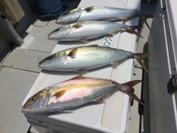 オーシャンキッズ 釣果