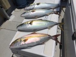 オーシャンキッズ 釣果