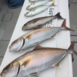 オーシャンキッズ 釣果