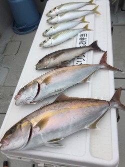 オーシャンキッズ 釣果