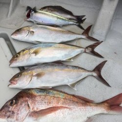 オーシャンキッズ 釣果