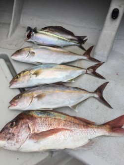 オーシャンキッズ 釣果