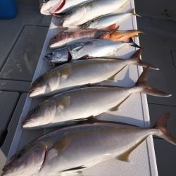 オーシャンキッズ 釣果