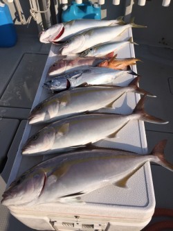 オーシャンキッズ 釣果