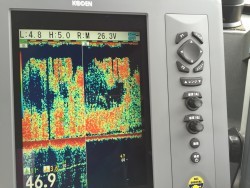 オーシャンキッズ 釣果