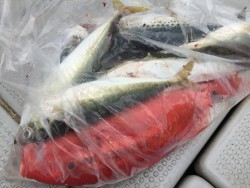 オーシャンキッズ 釣果