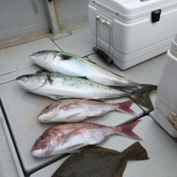 オーシャンキッズ 釣果