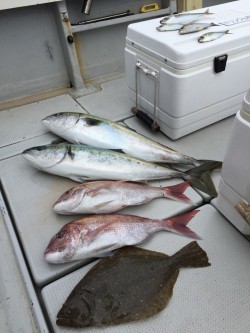 オーシャンキッズ 釣果