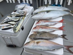 オーシャンキッズ 釣果