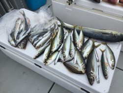 オーシャンキッズ 釣果