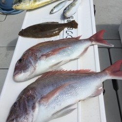 オーシャンキッズ 釣果