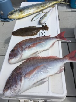 オーシャンキッズ 釣果