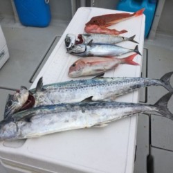 オーシャンキッズ 釣果