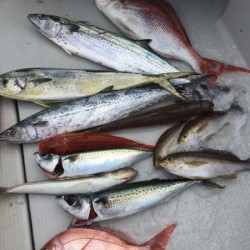 オーシャンキッズ 釣果