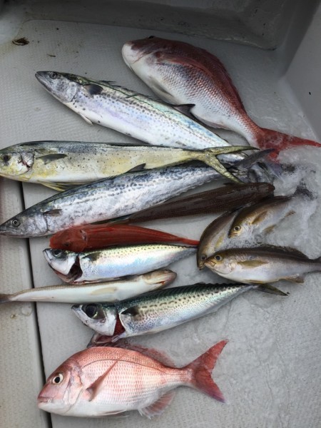 オーシャンキッズ 釣果