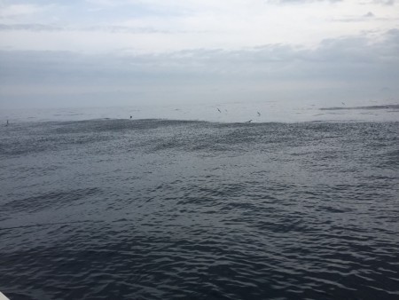 オーシャンキッズ 釣果