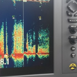 オーシャンキッズ 釣果