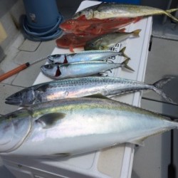 オーシャンキッズ 釣果