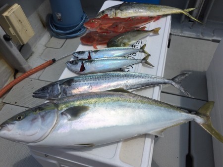 オーシャンキッズ 釣果