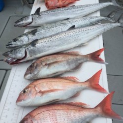 オーシャンキッズ 釣果