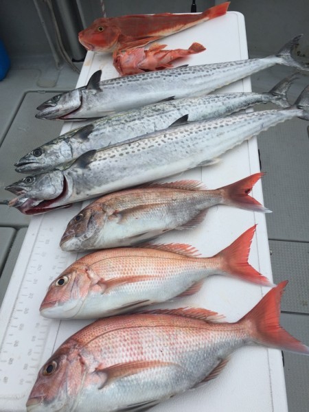 オーシャンキッズ 釣果