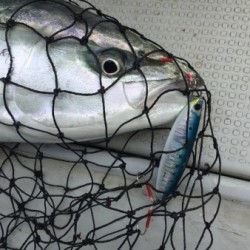 オーシャンキッズ 釣果