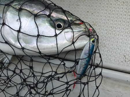 オーシャンキッズ 釣果