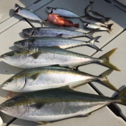 オーシャンキッズ 釣果